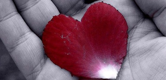 Heart shaped rose petal in palm of open hand